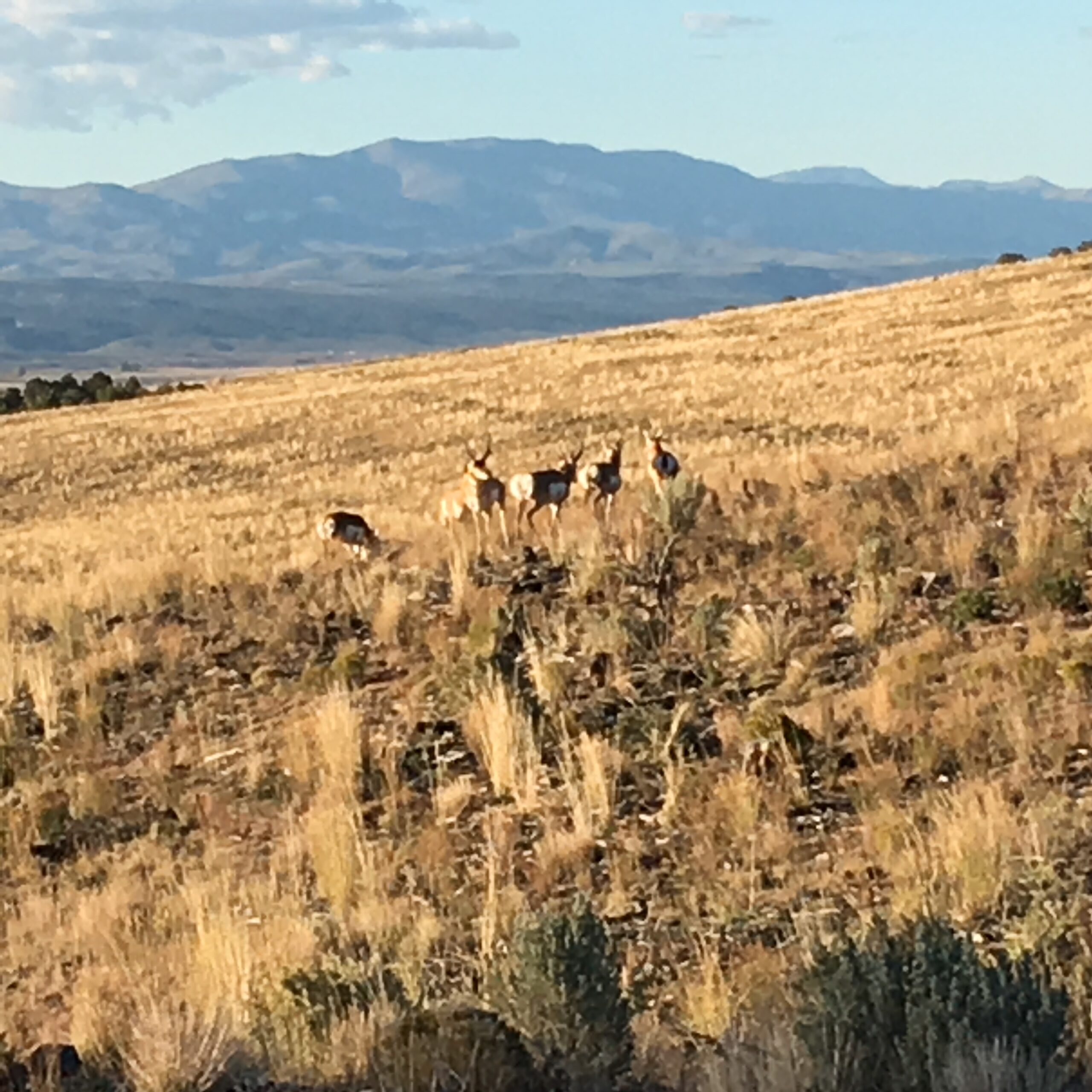 SPECIAL EVENT***BRYCE RALLY*** AUG 12-15 ***MULTI-DAY GUIDED RIDES - Image 15